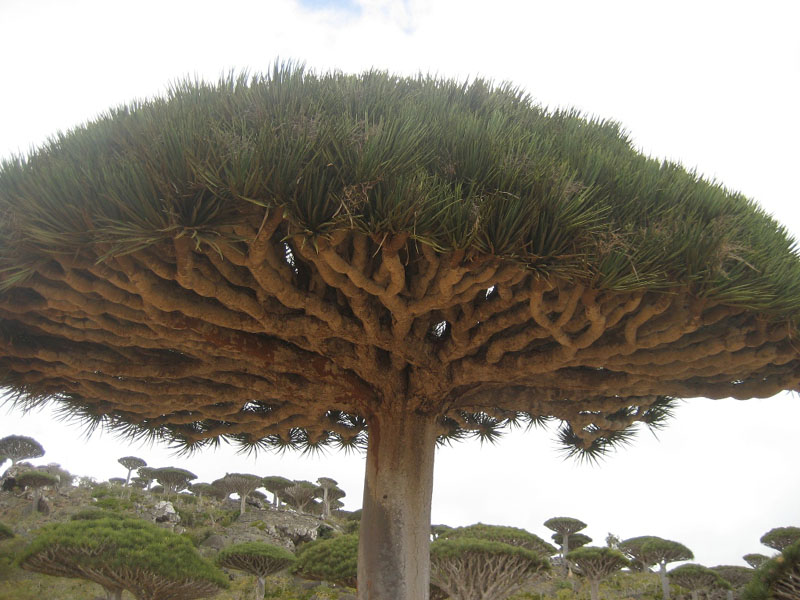 Socotra.......Oman
